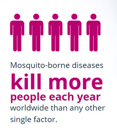 Facts About Mosquito