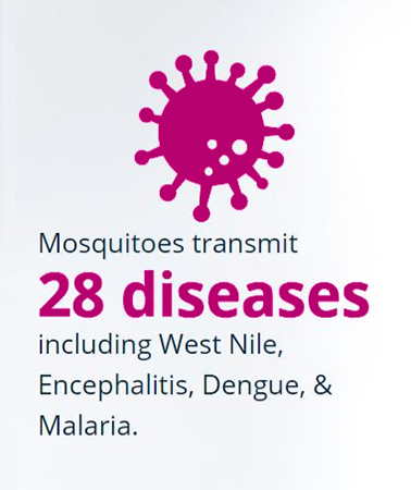 mosquitoes 28 diseases : Aluzzion Marketing Group